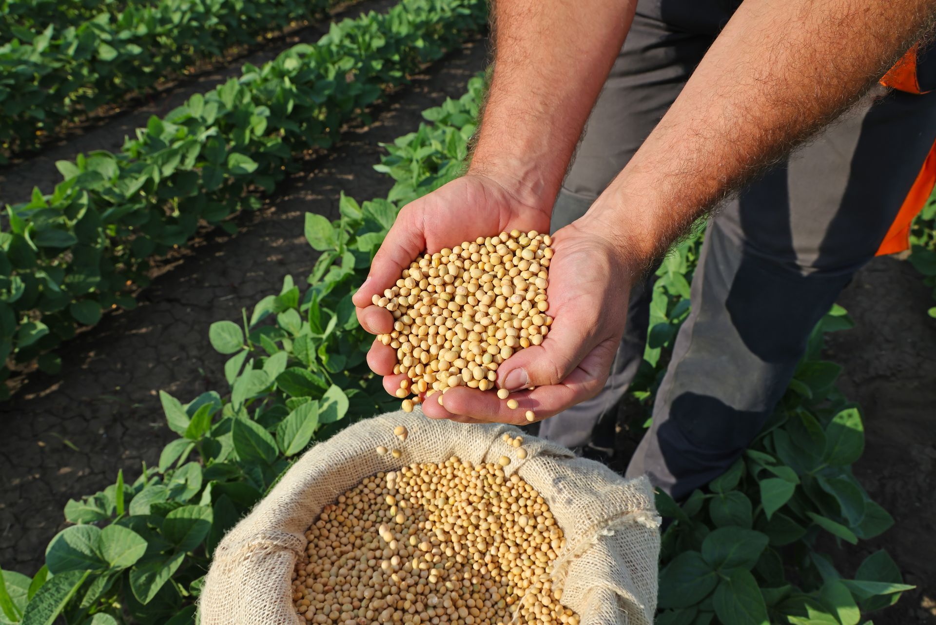 Hands pouring soybeans into a sack in a green crop field