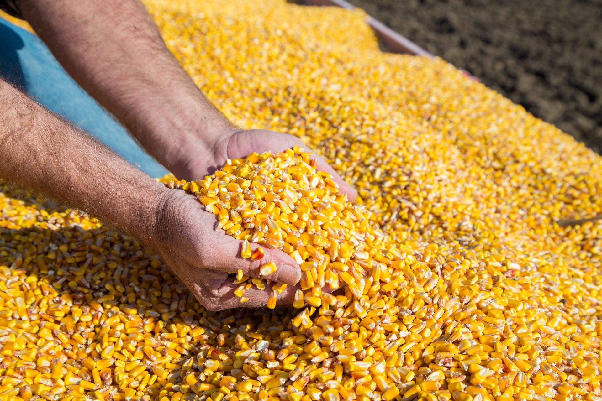 Hands scooping golden corn kernels in a pile outdoors