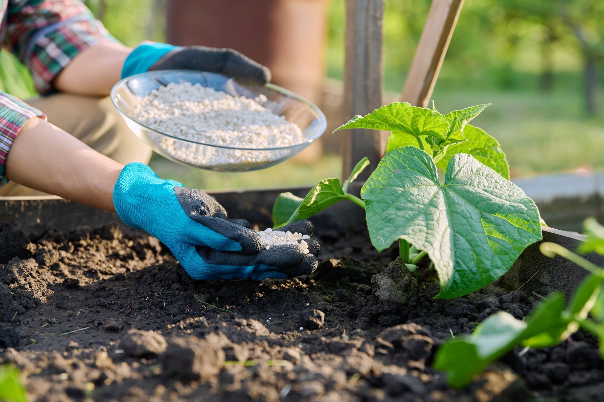 Gloved hands spreading soil around a young green plant in a garden bed