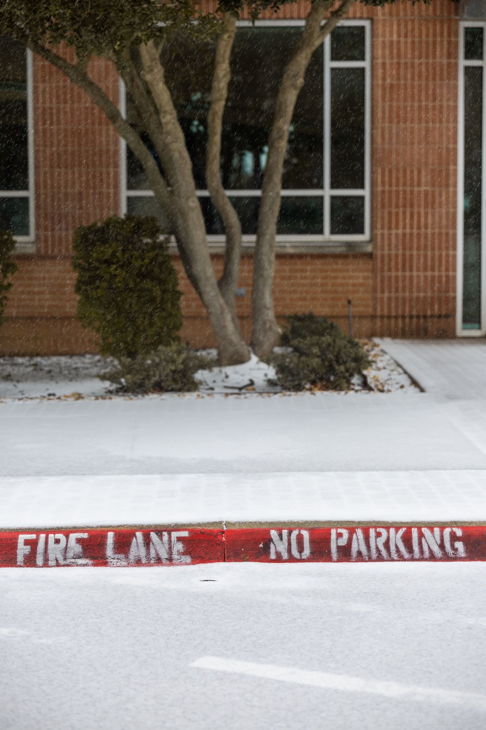 Snowy sidewalk by brick building with a tree and red curb marked “FIRE LANE NO PARKING”