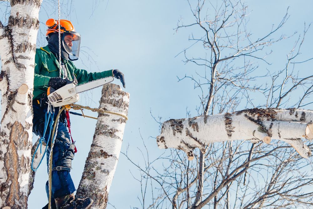 A Man is Cutting a Tree Branch With a Chainsaw — MonkeyBeaver Tree Services in Port Stephens, NSW