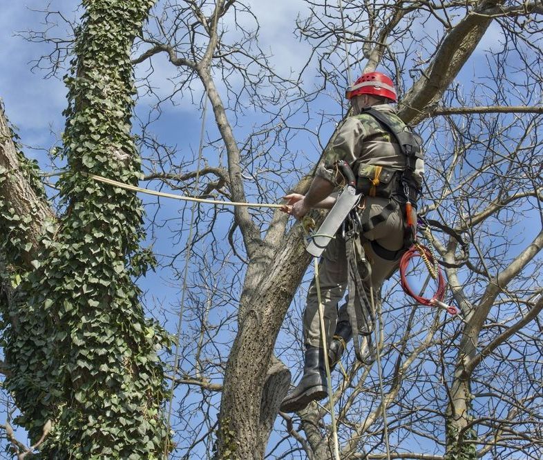 A Man Wearing a Red Helmet is Climbing a Tree — MonkeyBeaver Tree Services in Cessnock, NSW