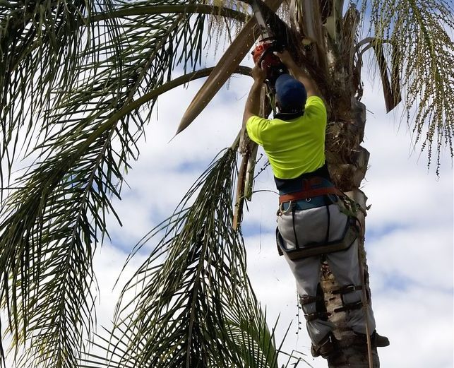 A Man is Climbing a Palm Tree With a Chainsaw — MonkeyBeaver Tree Services In Summer Hill, NSW