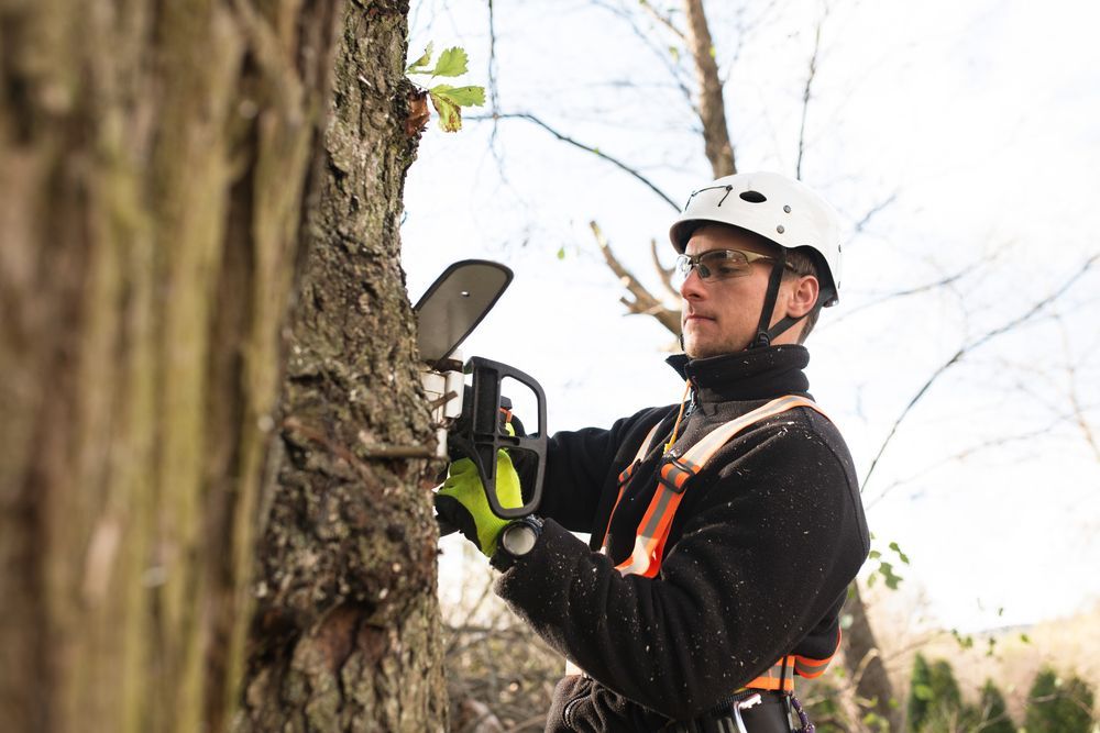 A Man is Cutting a Tree With a Chainsaw — MonkeyBeaver Tree Services in Cessnock, NSW
