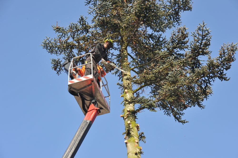 A Man is Cutting a Tree From a Crane — MonkeyBeaver Tree Services in Cessnock, NSW