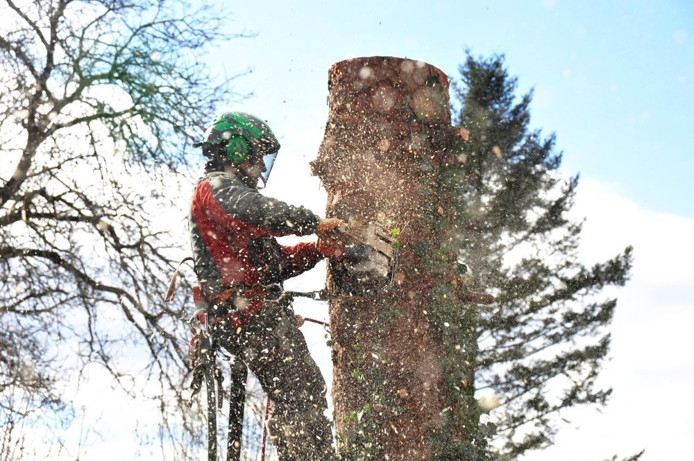 A Man is Cutting a Tree Stump With a Chainsaw — MonkeyBeaver Tree Services in Cessnock, NSW