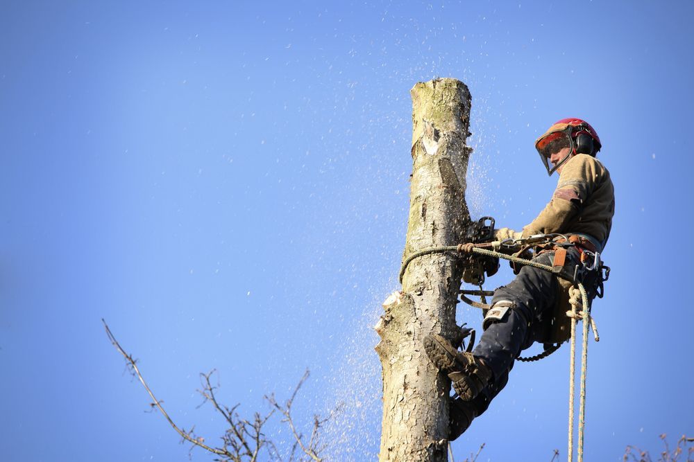 A Man is Cutting Down a Tree With a Chainsaw — MonkeyBeaver Tree Services in Dungog, NSW