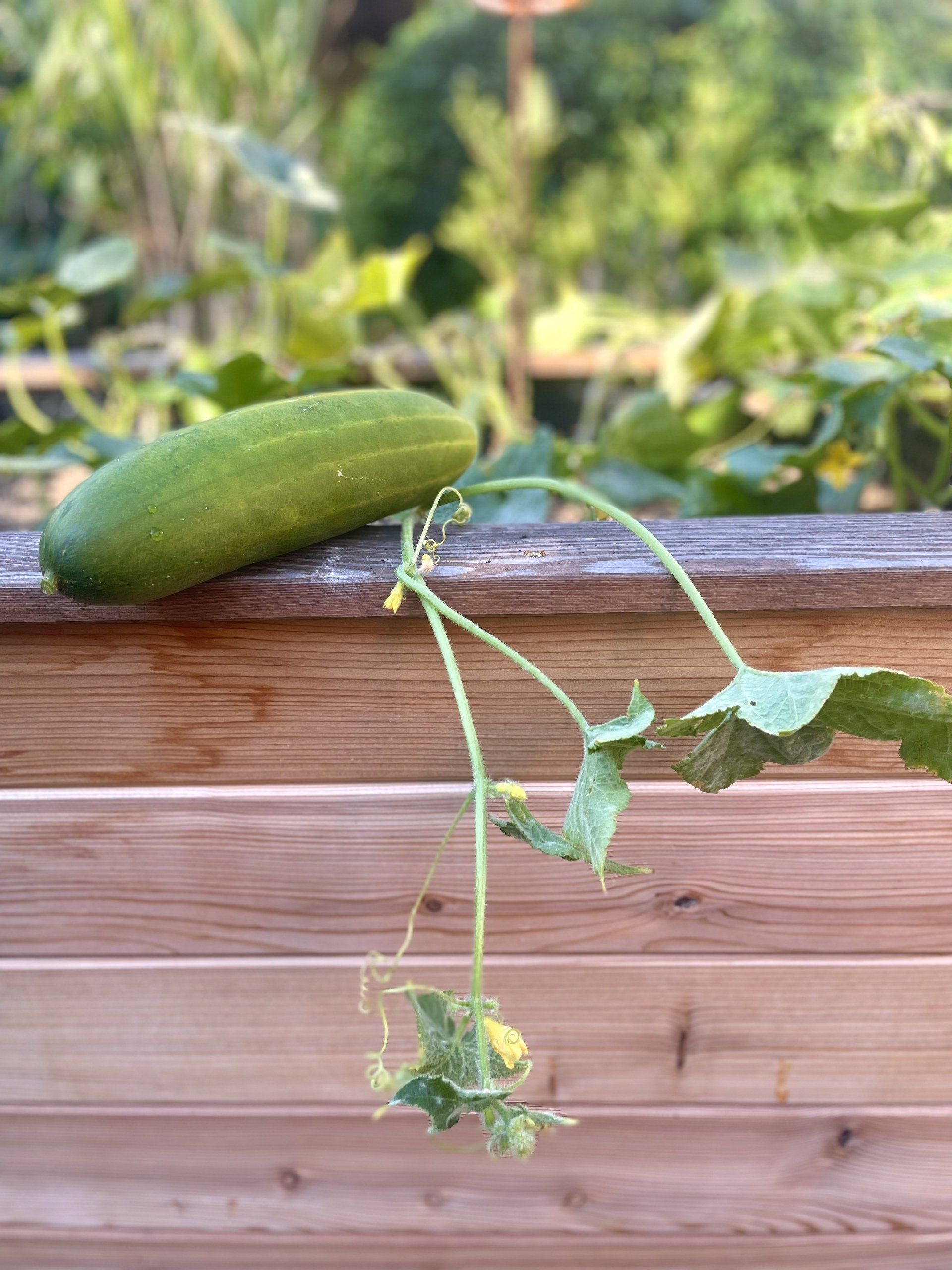 Die besten Tipps, für eine reiche Gurkenernte im eigenen Garten