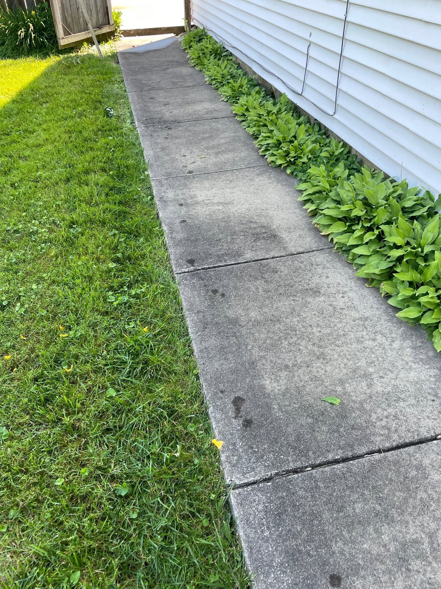 Concrete sidewalk beside a white house, bordered by green grass and leafy plants.