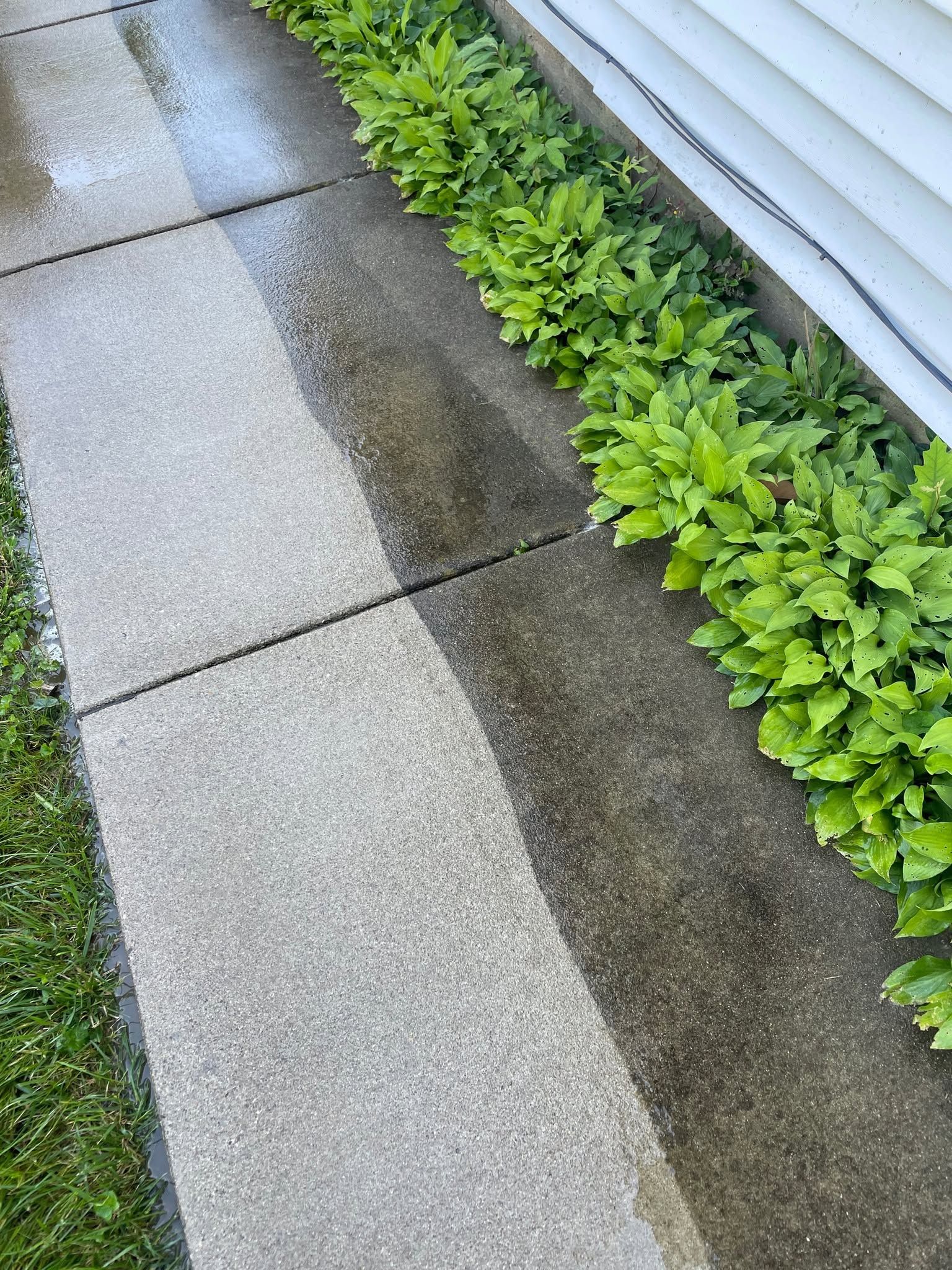 Wet concrete walkway beside white siding with green plants along the edge.