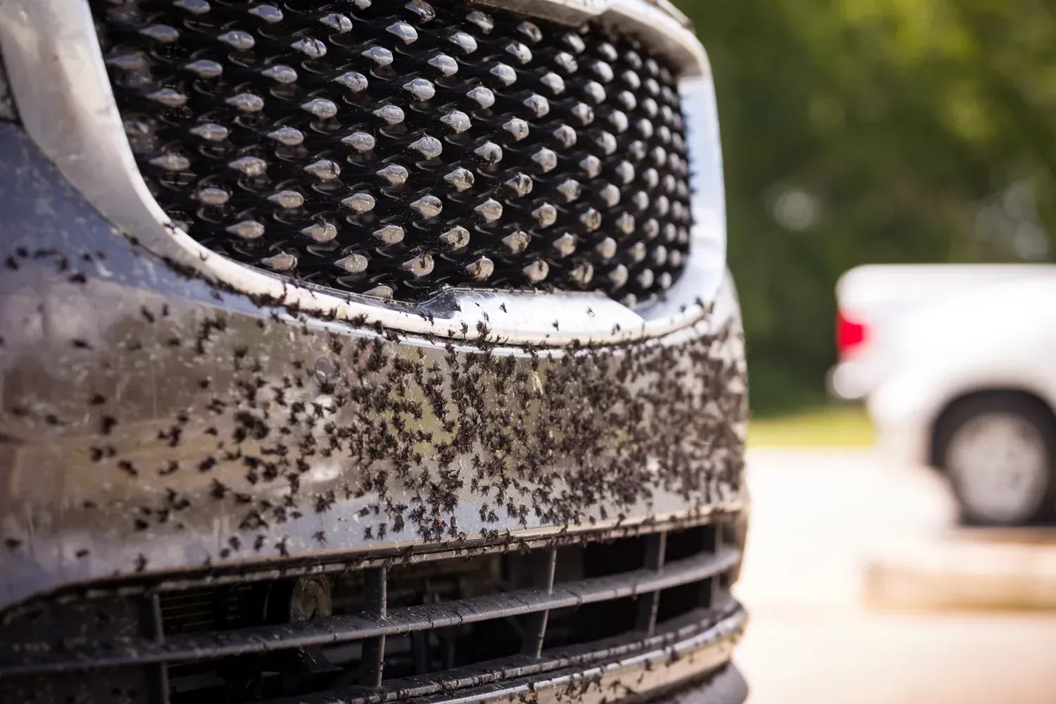 Gray car front covered with many small black insects.