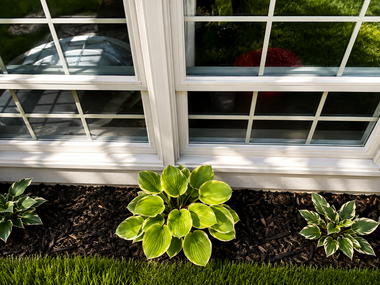 Three small green plants in a mulched garden bed beneath a white window with grid panes