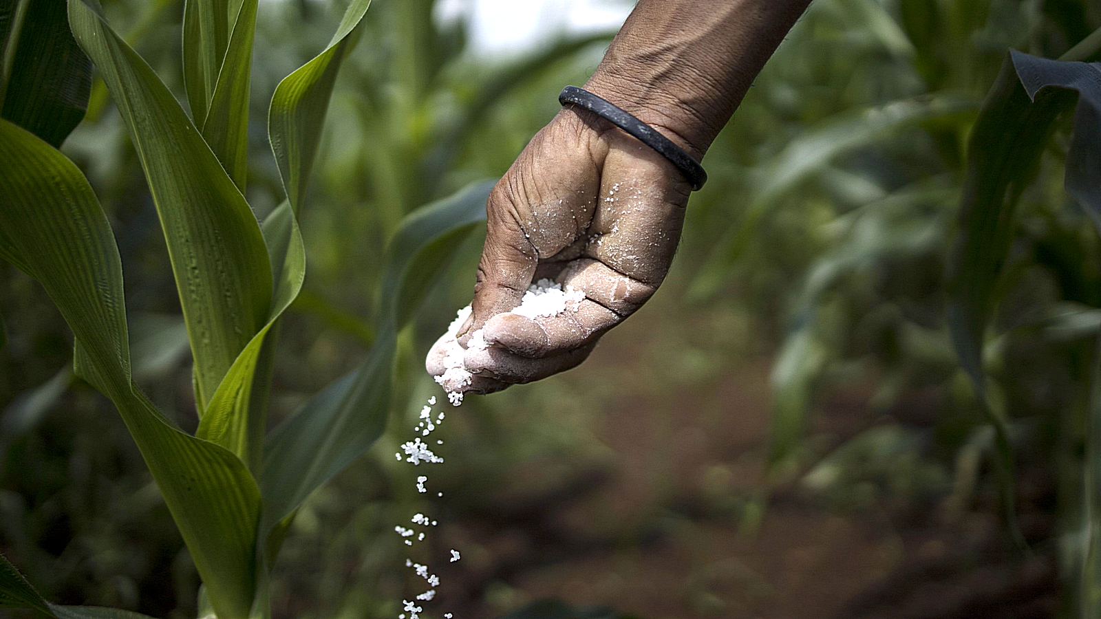 CAS Number 57-13-6. Urea.