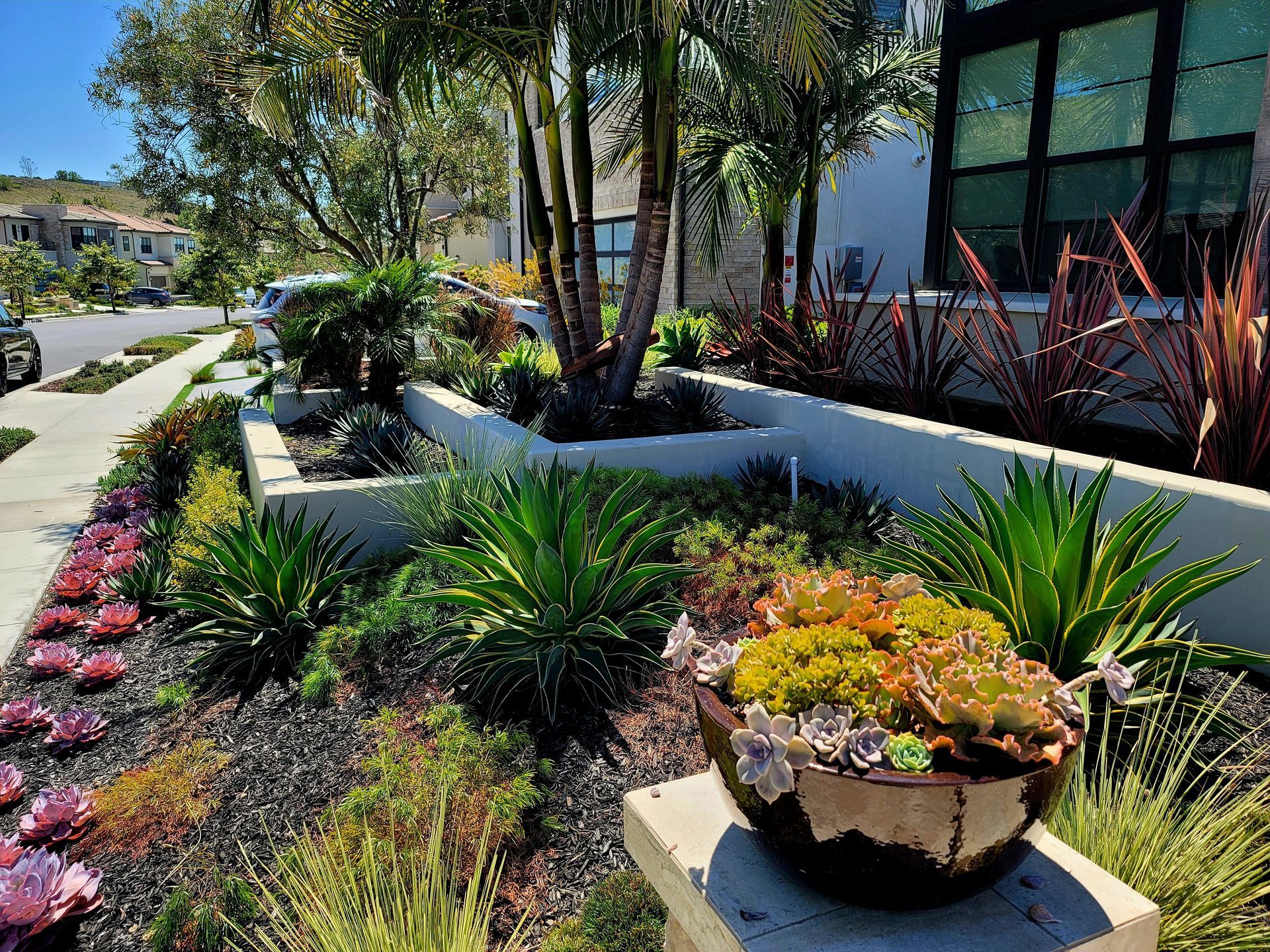 Landscaped front yard with succulents, shrubs, and palm trees in a sunny setting.