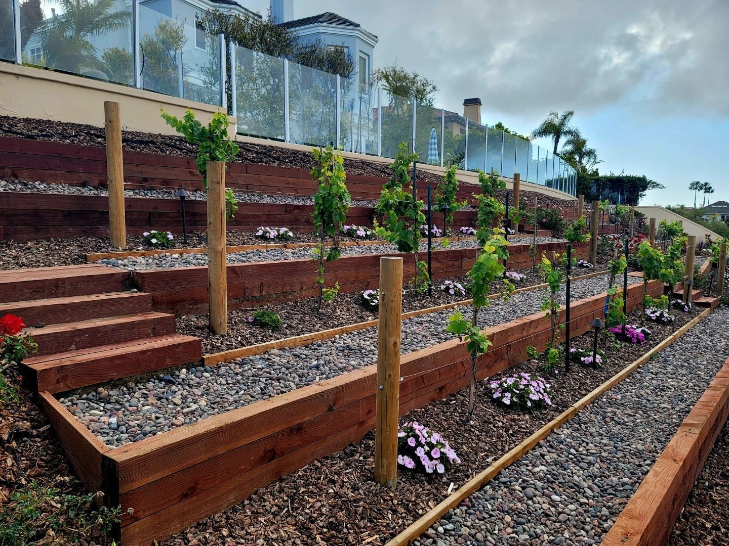 Terraced garden with wood retaining walls, steps, and young plants, next to a home with a glass fence.