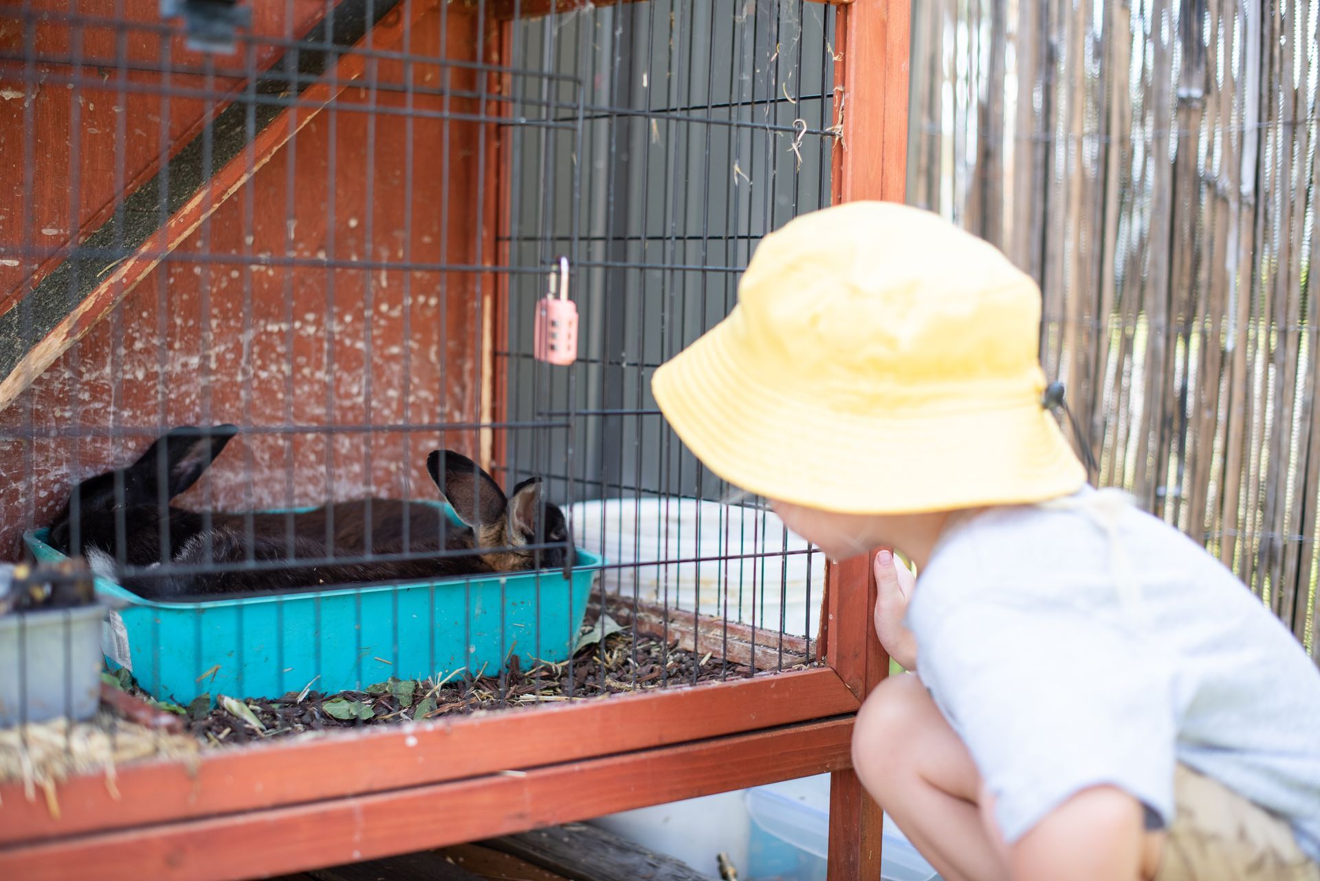 Boy in yellow hat looking at two black rabbits in a wooden cage.