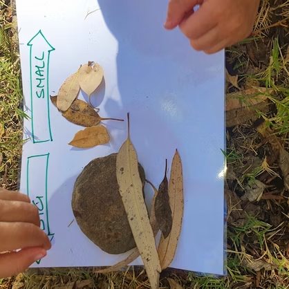 Hands sorting leaves and a rock by size on paper outdoors.