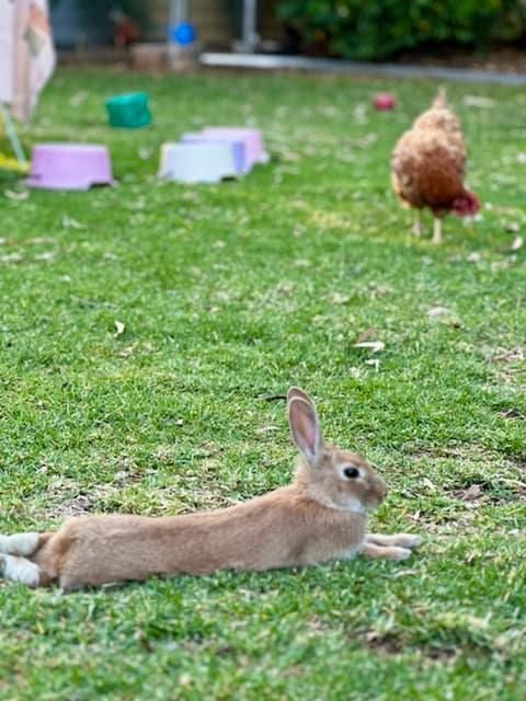 Brown rabbit lounging on green grass, a chicken in the background.