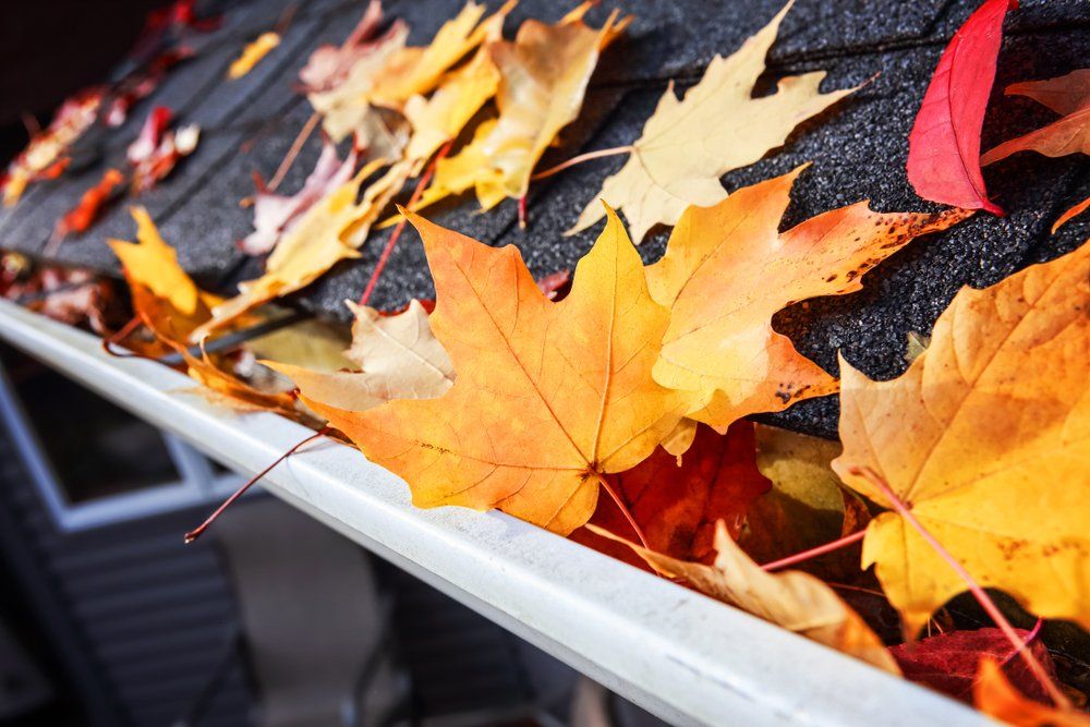 A gutter filled with autumn leaves on a roof.