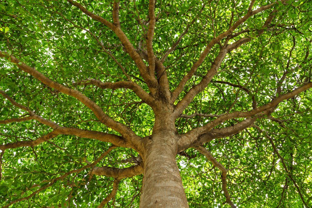 Looking up at a tree with lots of green leaves.