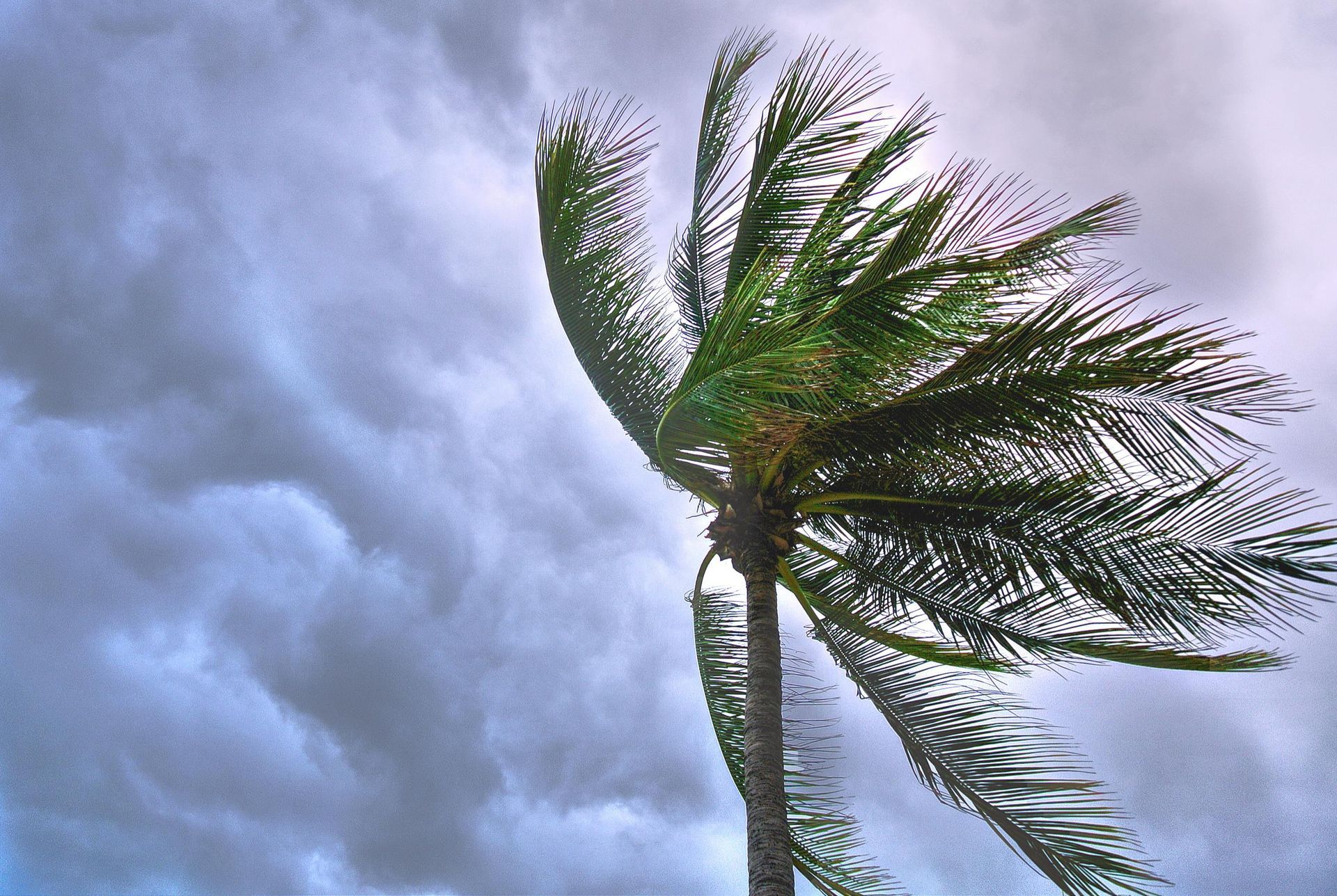 dark cloudy sky with palm tree blowing in the wind