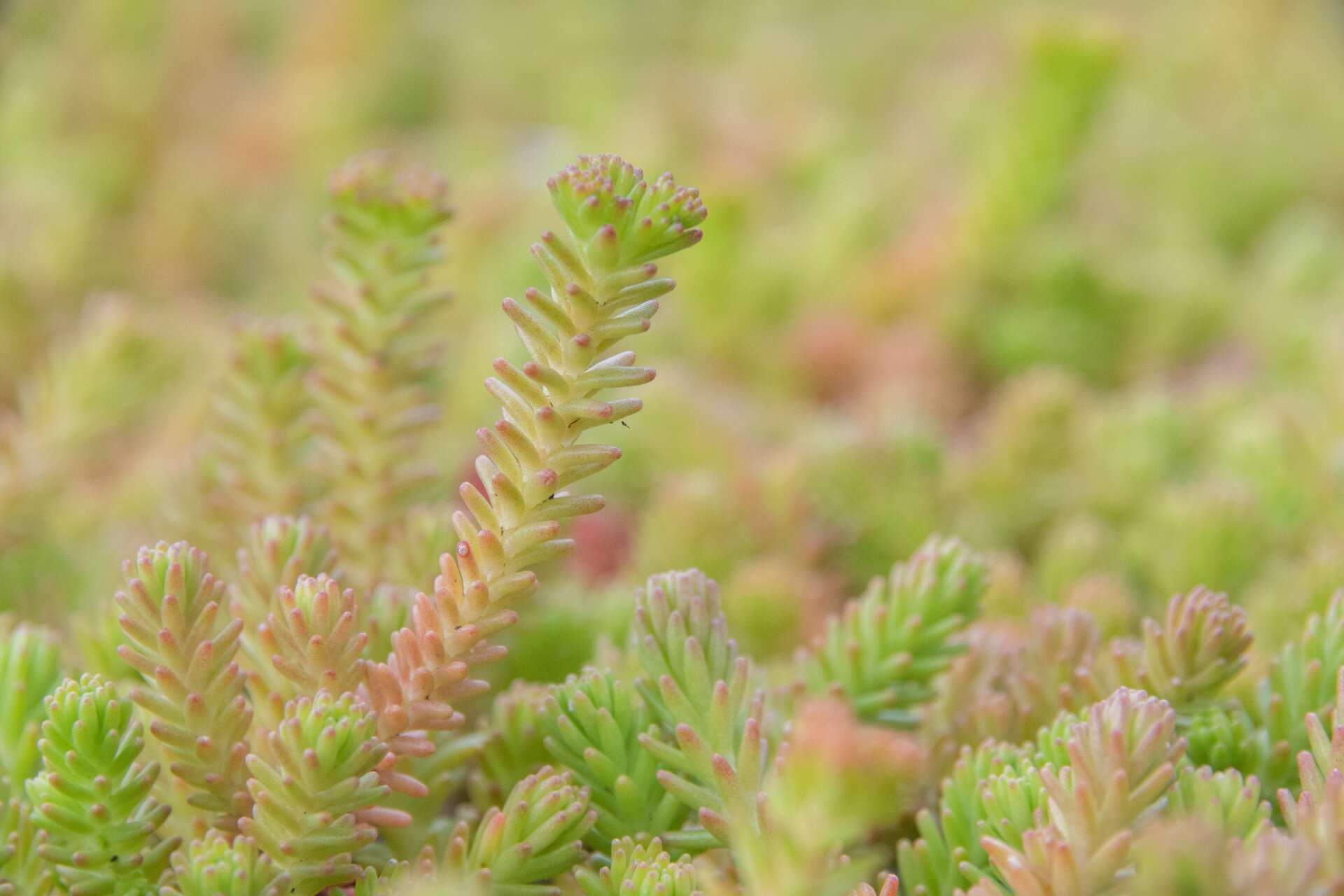 Sedum sexangulare