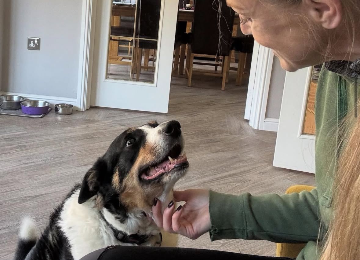 dog waker from Muddy Paw Adventures enjoying time with a collie from Neson