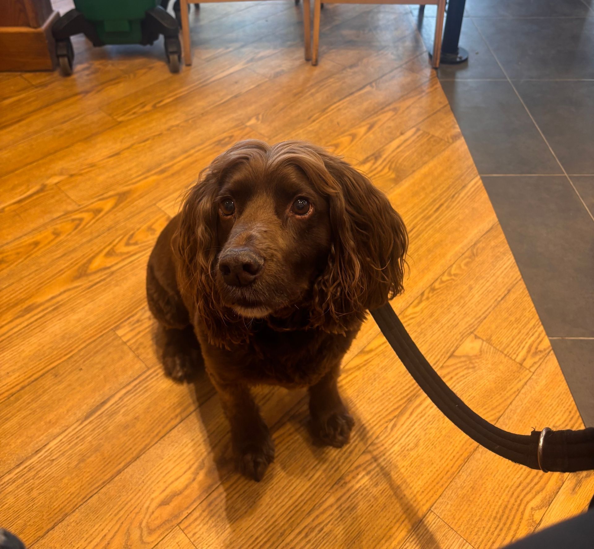 calm dog sitting in a cafe on a lead during a training session with dog walker
