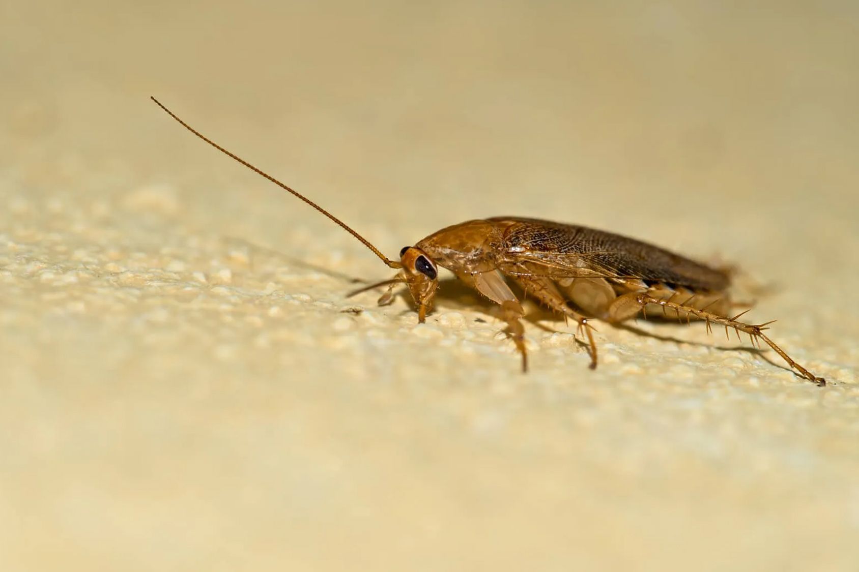 A group of termites are crawling on a piece of wood.