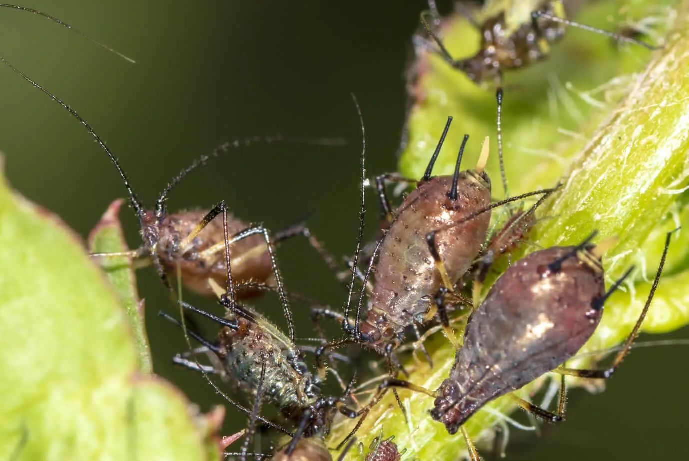A group of termites are crawling on a piece of wood.