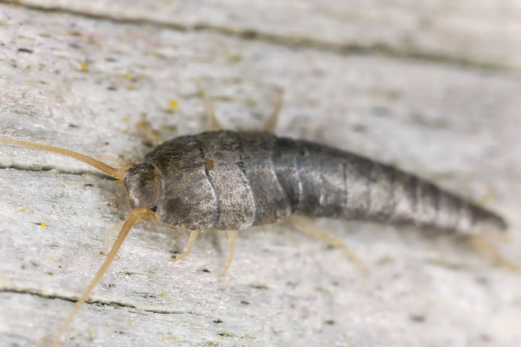 A group of termites are crawling on a piece of wood.