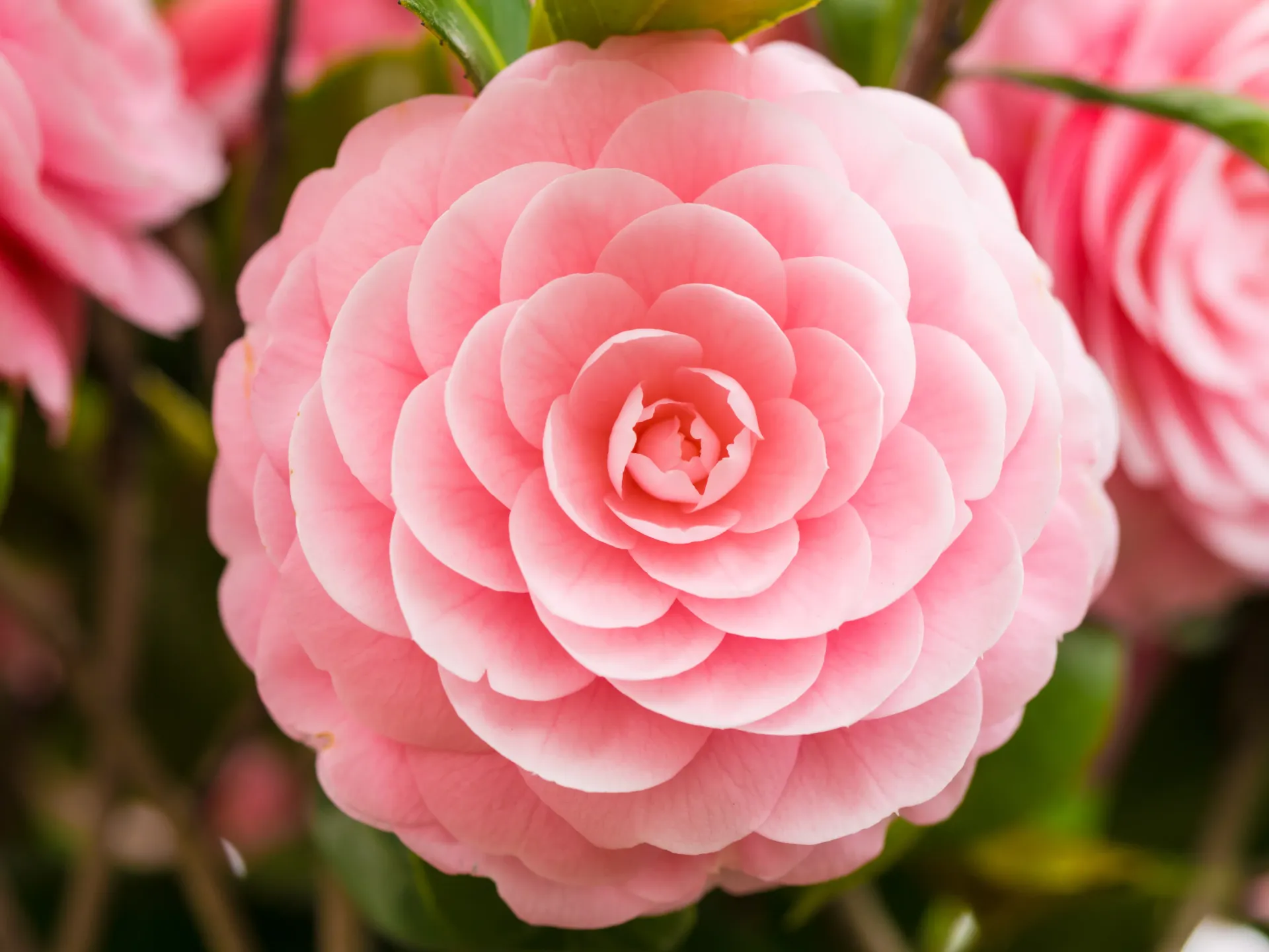 Send Flowers