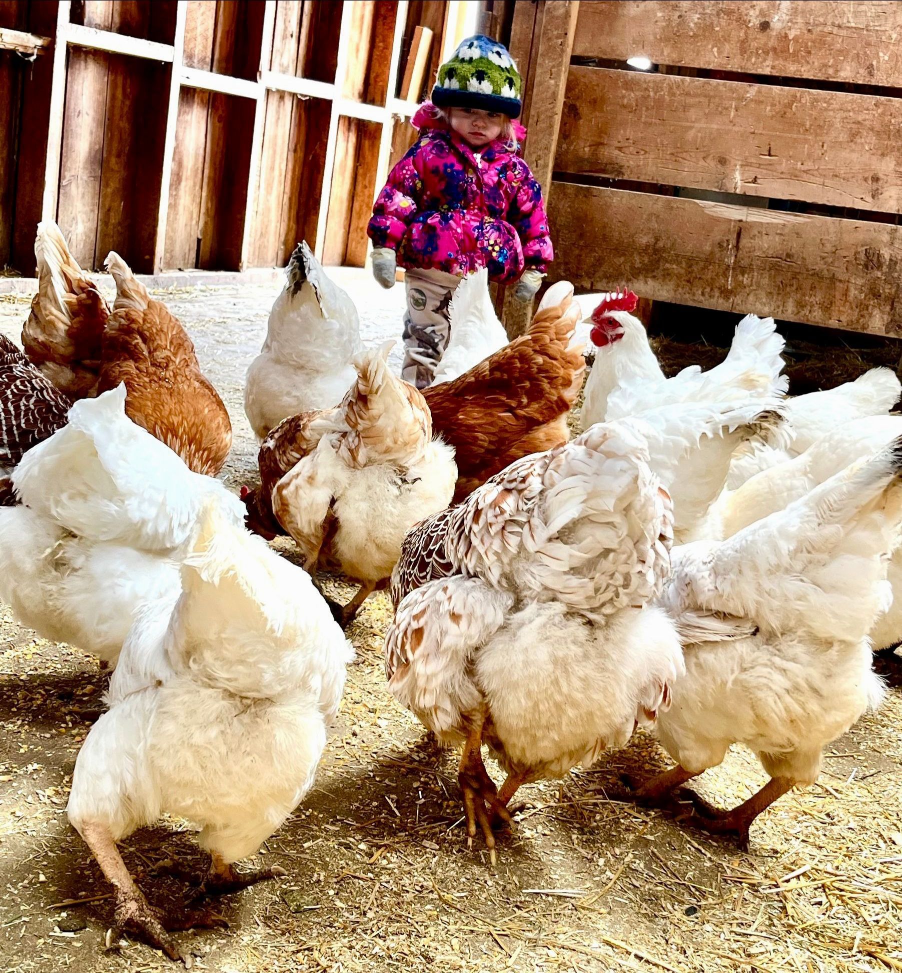 chickens
