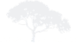 Faint silhouette of a tree with spreading branches on a white background