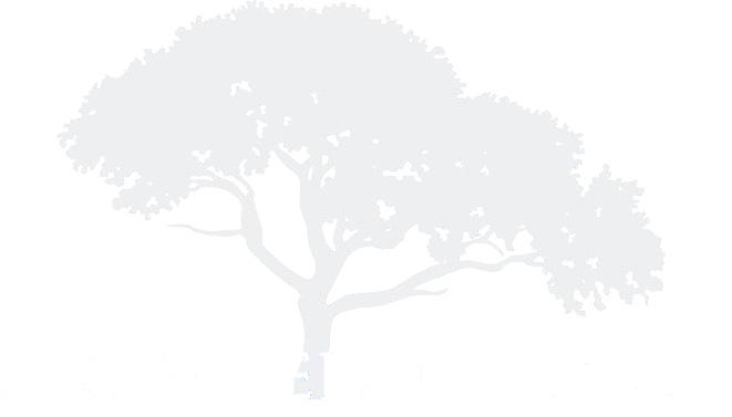 Faint silhouette of a tree with spreading branches on a white background