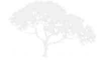 Faint silhouette of a tree with spreading branches on a white background