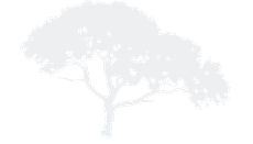 Faint silhouette of a tree with spreading branches on a white background