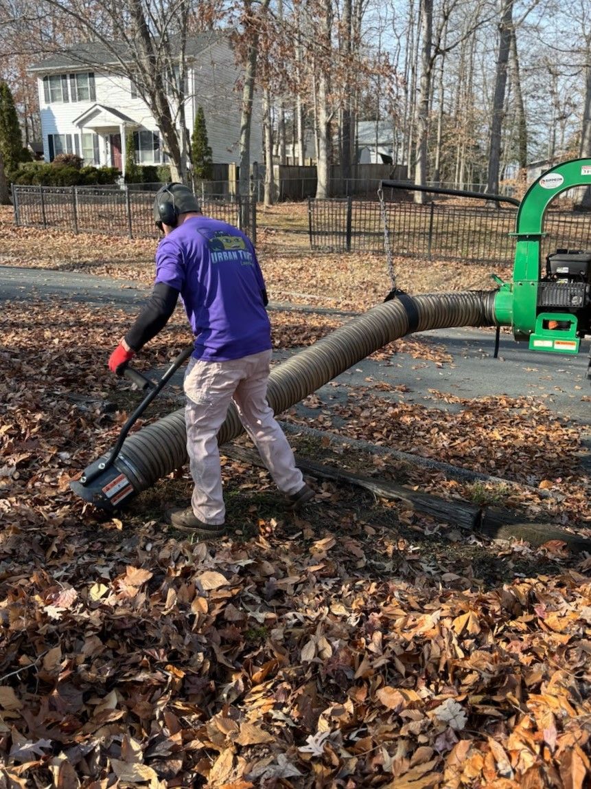 Man in purple shirt gathers leaves with a black tarp in a yard.
