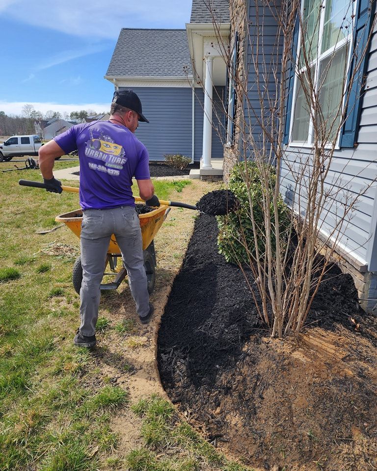 Man in purple shirt spreads black mulch around a shrub next to a house.