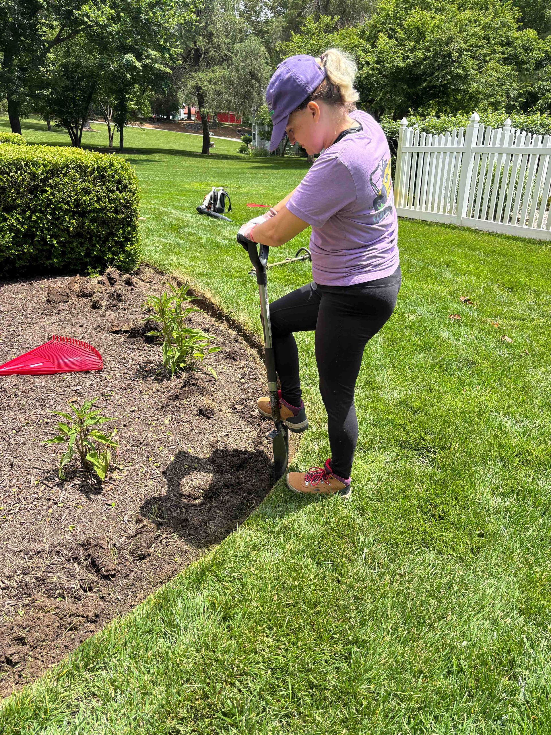 Woman in purple shirt, cap, and black leggings using a shovel to work in a garden.