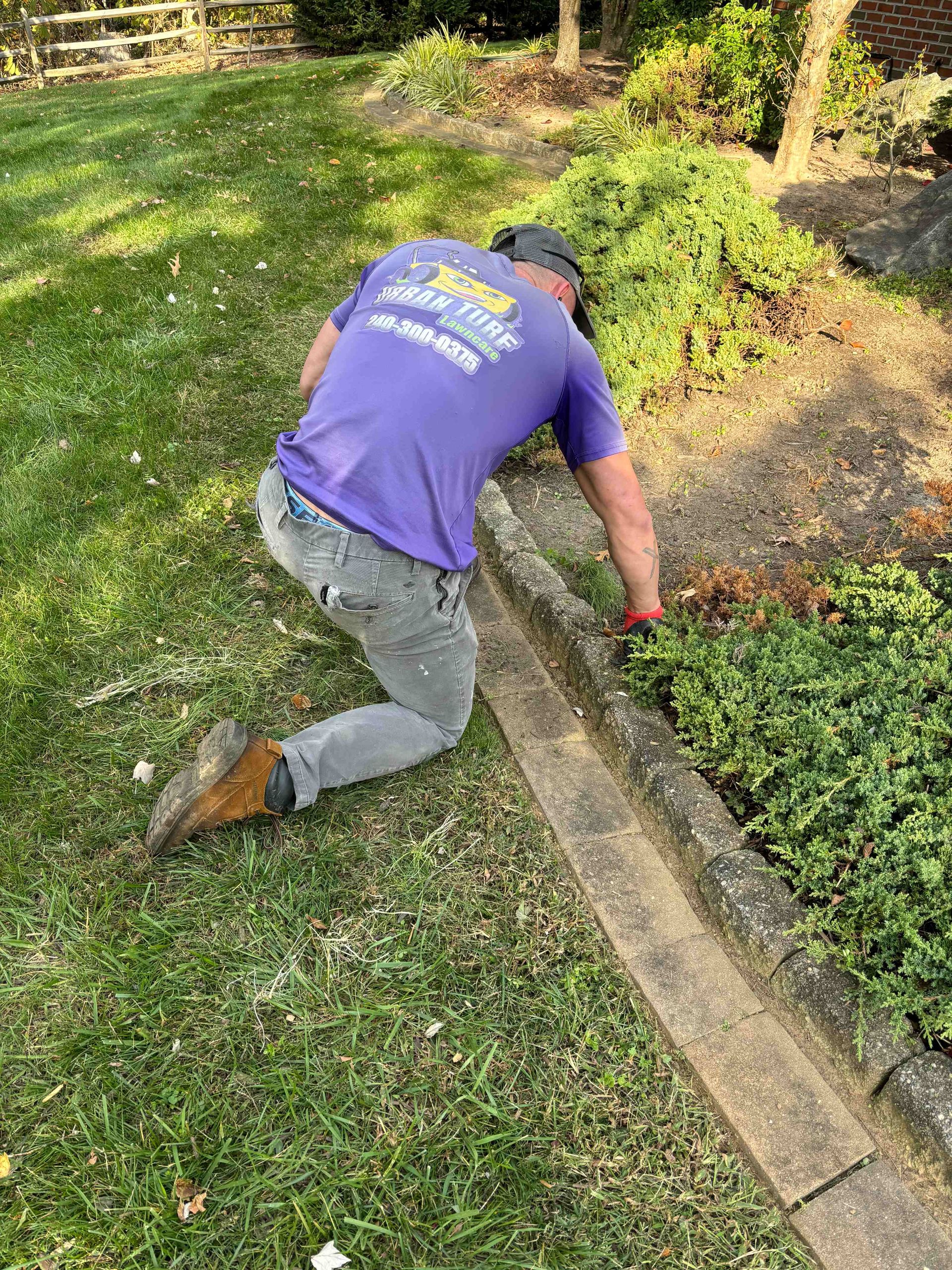 Man on knees in grass, trimming bushes beside a concrete edge. Wearing purple shirt and gray pants.