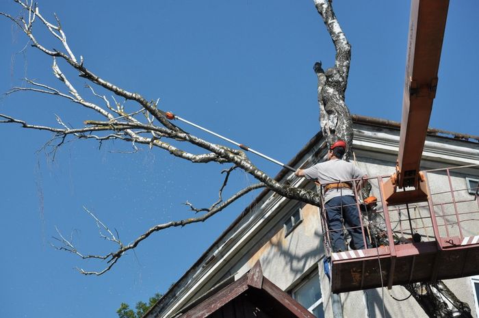 A man is cutting a tree from a crane.