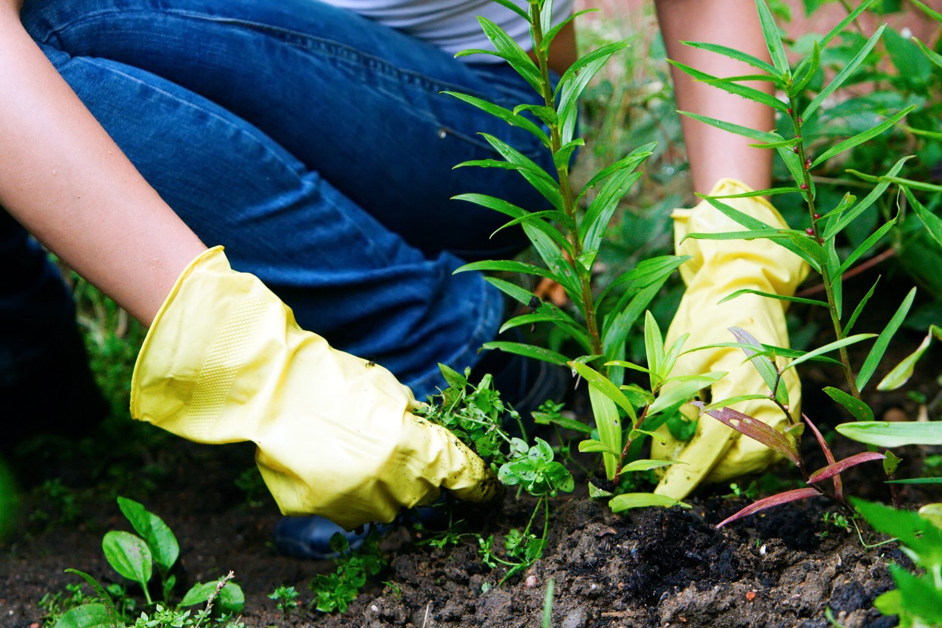 Lawn Pest Control in Fontana, CA