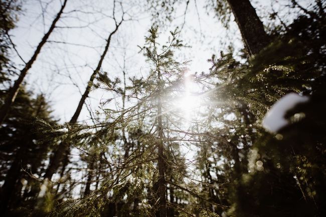 La lumière du soleil filtrant à travers les conifères d'une forêt.