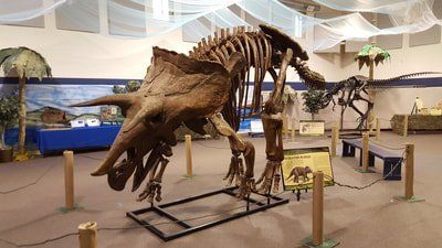 T-tops Skeleton