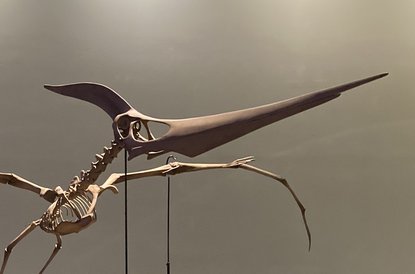 Edmontosaurus dino hind leg