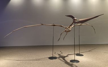 Edmontosaurus dino hind leg