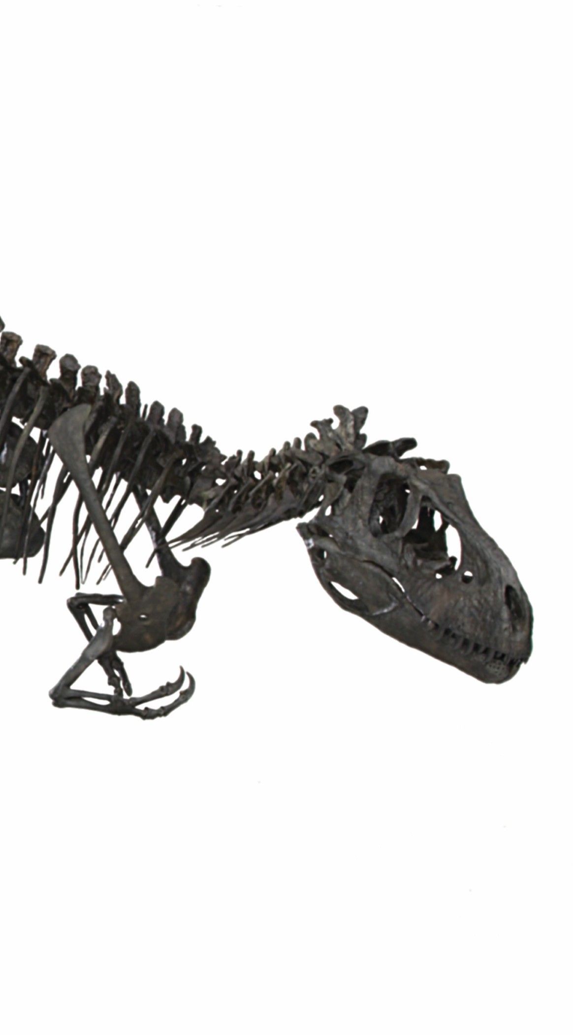 Albertosaurus dino skeleton