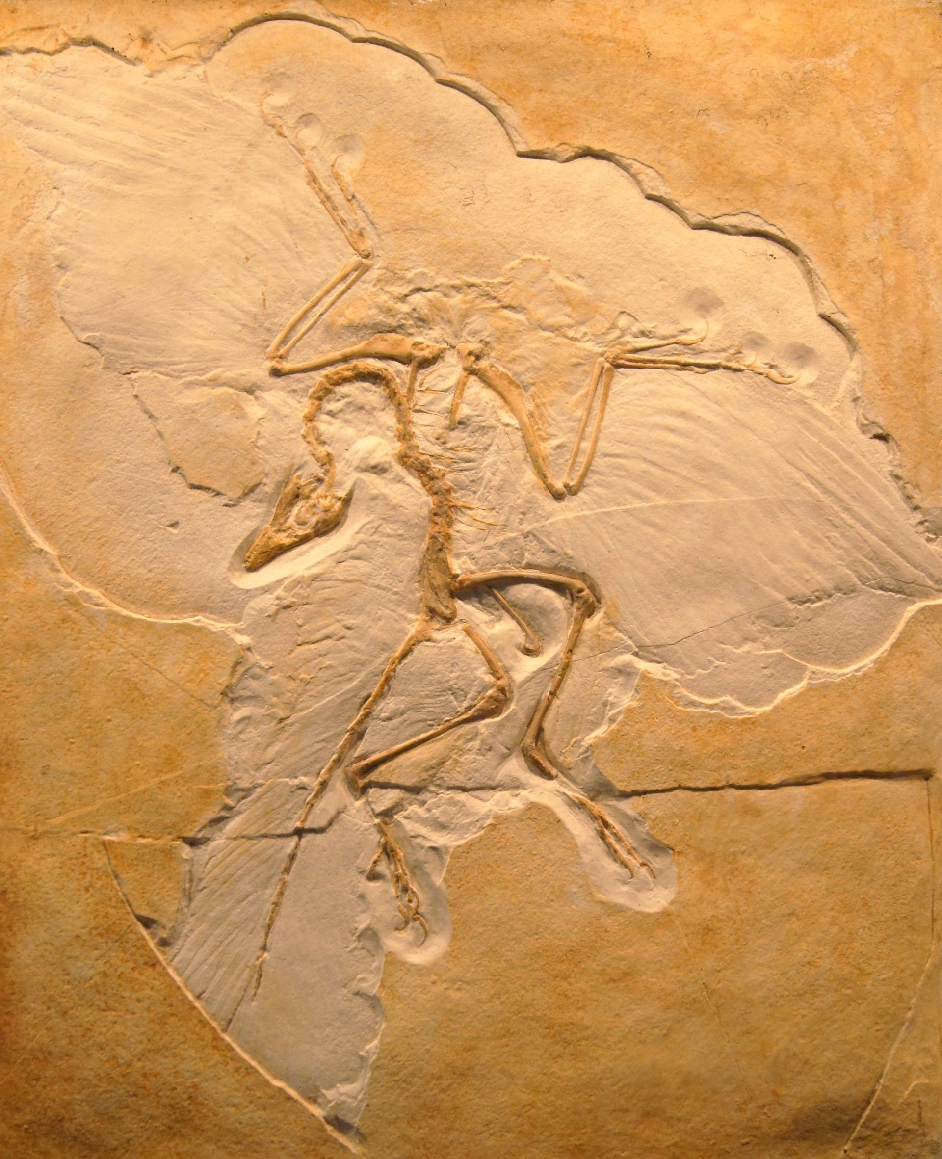 Archaeopteryx bird fossil plate