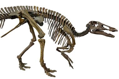 Edmontosaurus dino skull